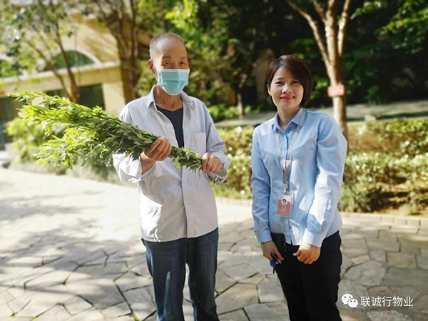 株株“愛意”（艾葉）草”，綿綿情意長