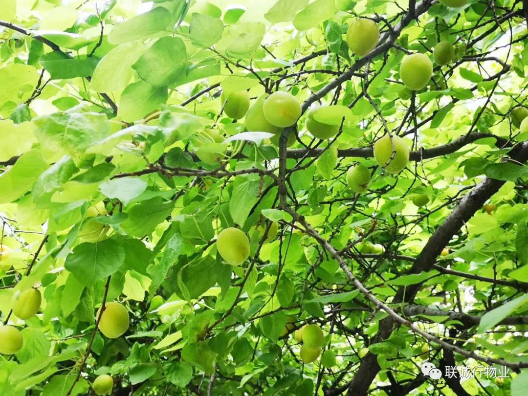 初夏時節(jié)，感受最美的【曲江6號】