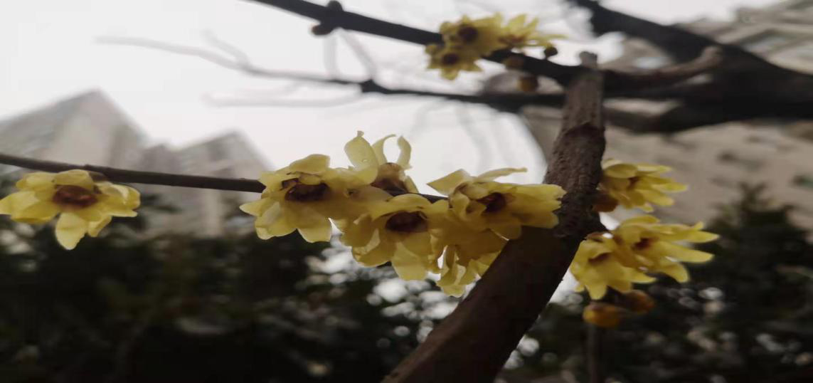 臘梅爭芳不知寒，一線抗疫綻英姿
